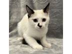 Adopt Johnny a Domestic Short Hair