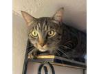 Adopt George a Domestic Short Hair
