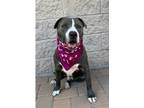 Adopt Blue a American Staffordshire Terrier