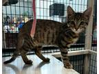 Adopt Tiger a Domestic Short Hair