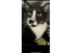 Adopt Kingsley a Domestic Short Hair