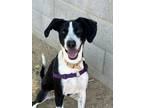 Adopt Lucky a Treeing Walker Coonhound, Pointer