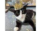 Adopt Bonito a Domestic Short Hair