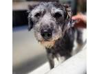 Adopt Buddy a Schnauzer