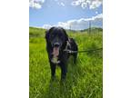 Adopt Toboggan a Border Collie, Mixed Breed