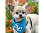 Adopt Gromit a Pomeranian