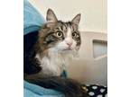 Adopt Buddy a Domestic Long Hair