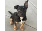 Adopt Stitch a German Shepherd Dog
