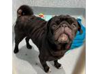 Adopt GusGus a Pug