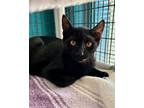 Adopt Vincent a Domestic Short Hair