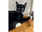 Adopt Victor a Domestic Short Hair