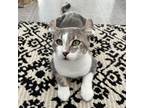Adopt Montecore a American Curl, Domestic Short Hair