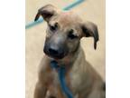 Adopt Bartley a Shepherd, Mixed Breed