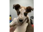 Adopt Captain America a Australian Cattle Dog / Blue Heeler, Mixed Breed