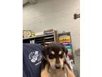 Adopt Benjamin a German Shepherd Dog, Mixed Breed