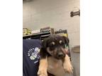 Adopt Lucas a German Shepherd Dog, Mixed Breed