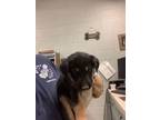 Adopt Oliver a German Shepherd Dog, Mixed Breed