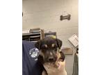 Adopt Aiden a German Shepherd Dog, Mixed Breed