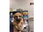 Adopt Noah a German Shepherd Dog, Mixed Breed