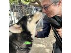 Adopt Leo a Husky