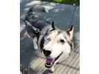 Adopt Mike Inouye a Siberian Husky