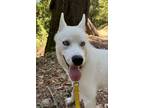 Adopt Marty a Siberian Husky