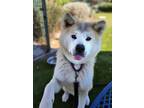 Adopt Cookie Dough a Akita