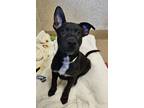 Adopt Yolo a Mixed Breed