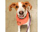 Adopt Boone a Hound