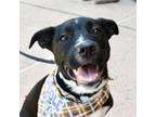 Adopt Sterling a Pit Bull Terrier, Labrador Retriever