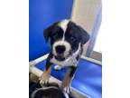 Adopt Voss a Siberian Husky