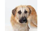 Adopt Hobbs a Mixed Breed