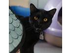 Adopt Snow a Domestic Short Hair