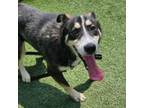 Adopt Monkey a Siberian Husky, Mixed Breed