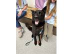 Adopt Oso a German Shepherd Dog, Mixed Breed