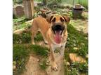 Adopt Brice a German Shepherd Dog, Mixed Breed