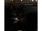 Adopt Winchester a Domestic Long Hair