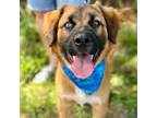 Adopt CT Coast a Shepherd