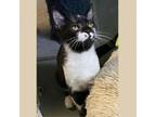 Adopt Pip (Pet Shop Kitty 3) a Domestic Short Hair