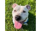 Adopt Knucklehead a Pit Bull Terrier