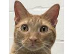 Adopt Solaris a Domestic Short Hair