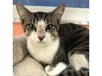 Adopt Montecristo a Domestic Short Hair