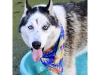 Adopt Sky a Alaskan Malamute, Mixed Breed