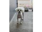Adopt Seth a Bichon Frise, Mixed Breed