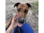Adopt Thor a Mixed Breed