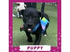 Adopt Leo a Mixed Breed