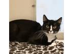 Adopt Captain America a Domestic Short Hair