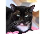 Adopt Deadpool a Domestic Short Hair