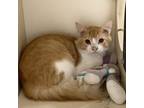 Adopt Wolverine a Domestic Medium Hair