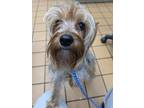 Adopt 56570056 a Yorkshire Terrier, Mixed Breed